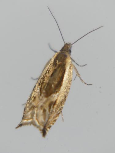 Ancylis apicella